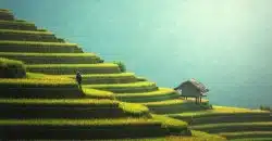 agriculture, rice plantation, thailand